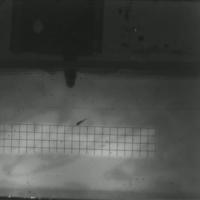 A guppy avoiding a head-aiming cichlid