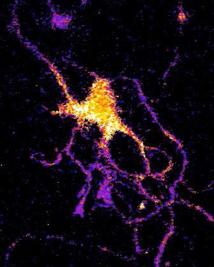 Neuron with Bioluminescent Sensor