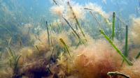 Algal Overgrowth