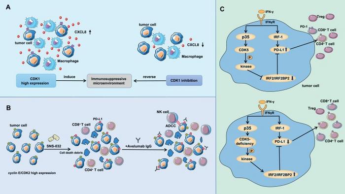 The related mechanism by which CDK1, CDK2, and CDK5 in tumor cells regulate the tumor immune microenvironment.