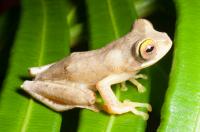 <i>Rhacophorus bimaculatus</i>