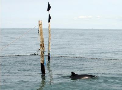 Harbor Porpoise in Coastal Waters