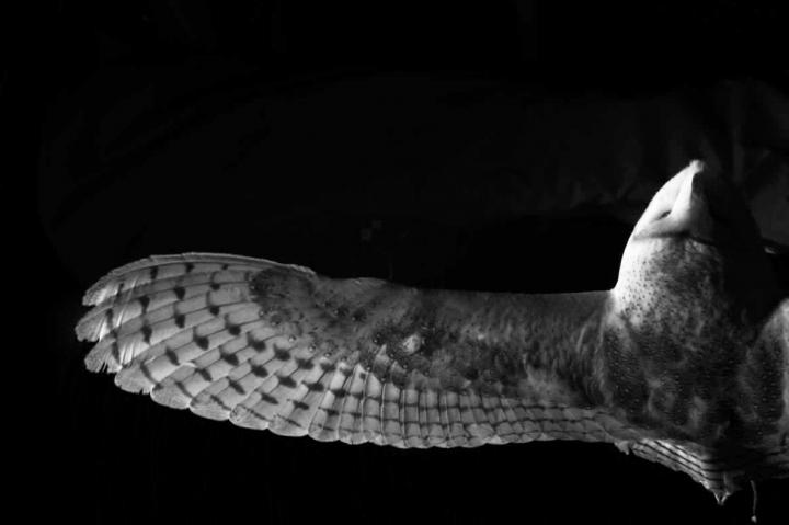 Owl Wingspan