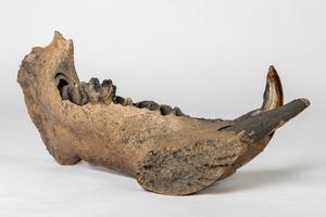 Hippo Mandible