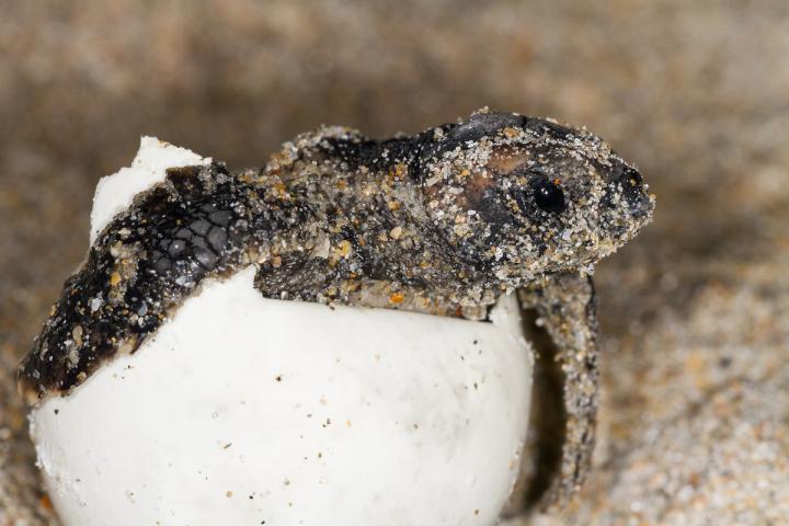 Sex and Sea Turtles: Impact of Climate Change and Sea Level Rise (1 of 3)