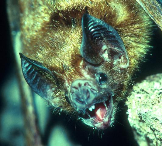 Common Vampire Bat