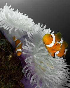 A clown anemonefish