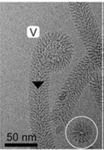 MakA filaments emerging