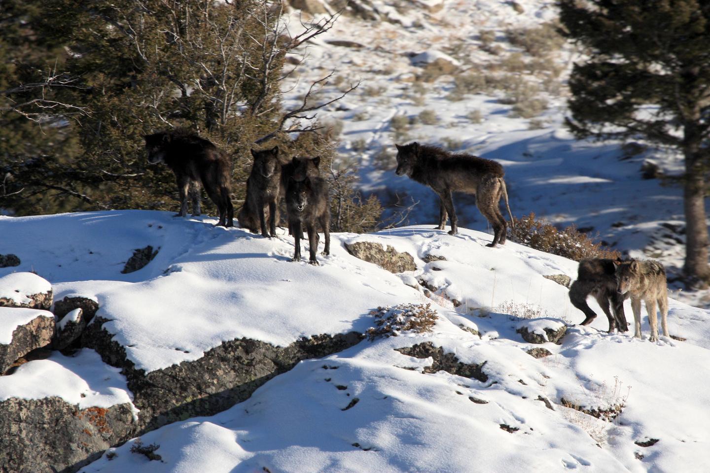 Wolves