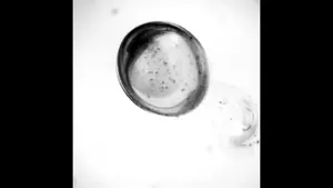 6_Movimiento de los nanorrobots en urea