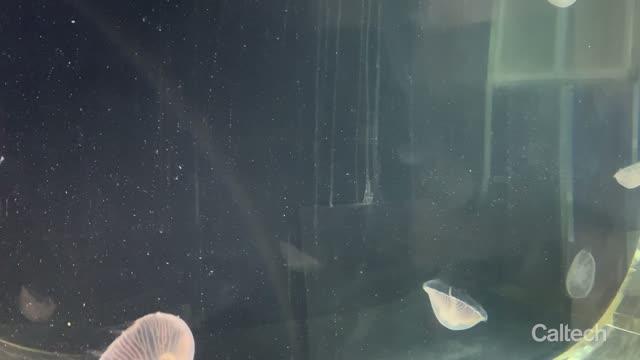 Jellyfish Prosthetic Explainer Vid