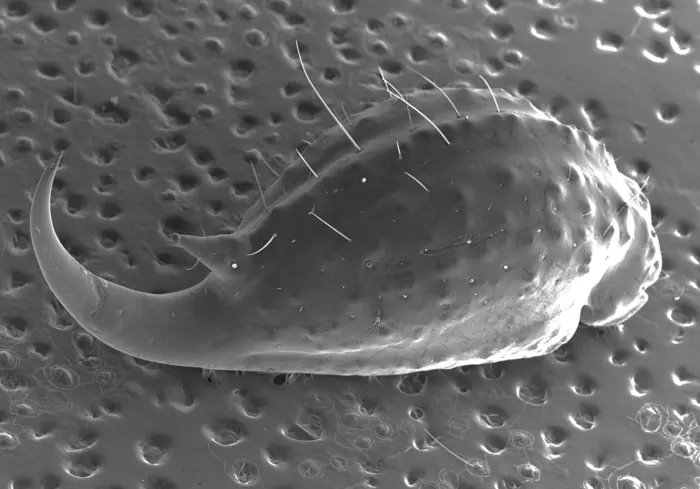 Teslon (stinger) of the Babycurus Jacksoni scorpion