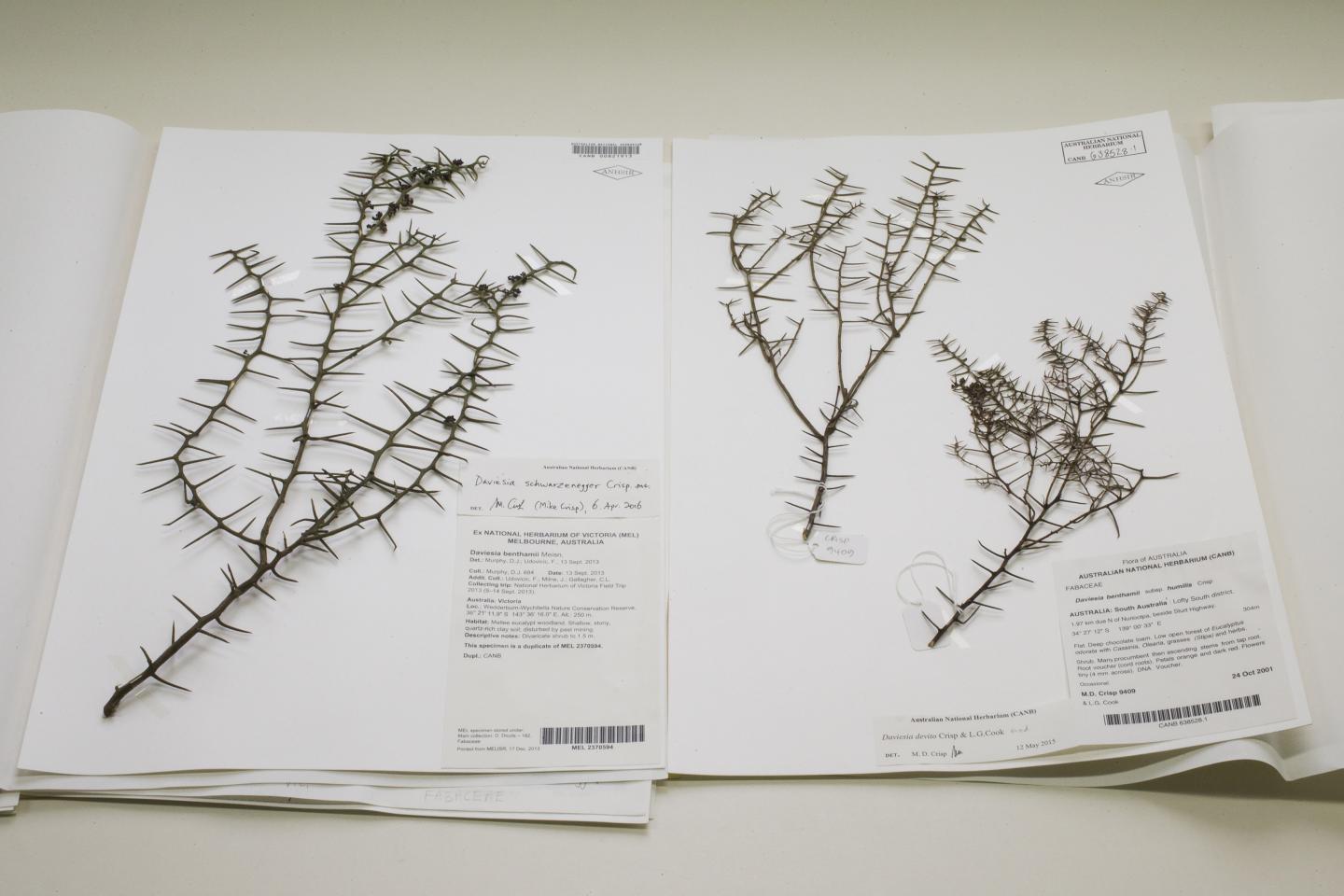 Twin Plants