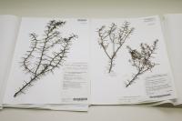 Twin Plants