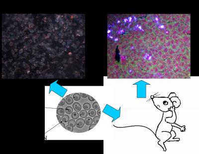 Dark Field Imaging