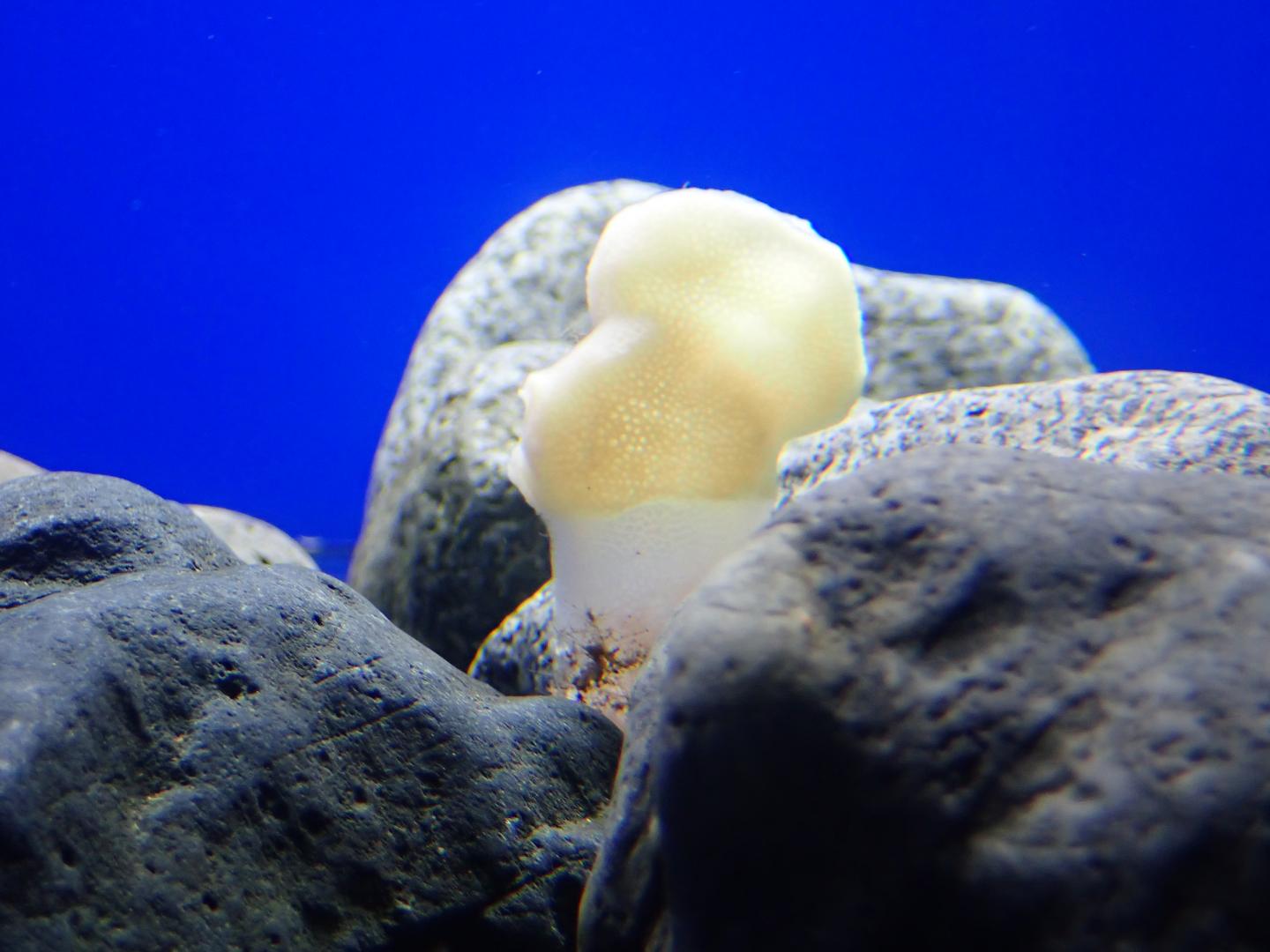 Glass Sponge Displaying Tissue Loss