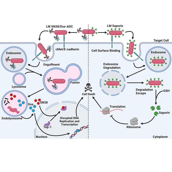 Graphical abstract Listeria monocytogenes drug delivery system