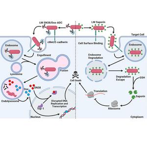 Graphical abstract Listeria monocytogenes drug delivery system