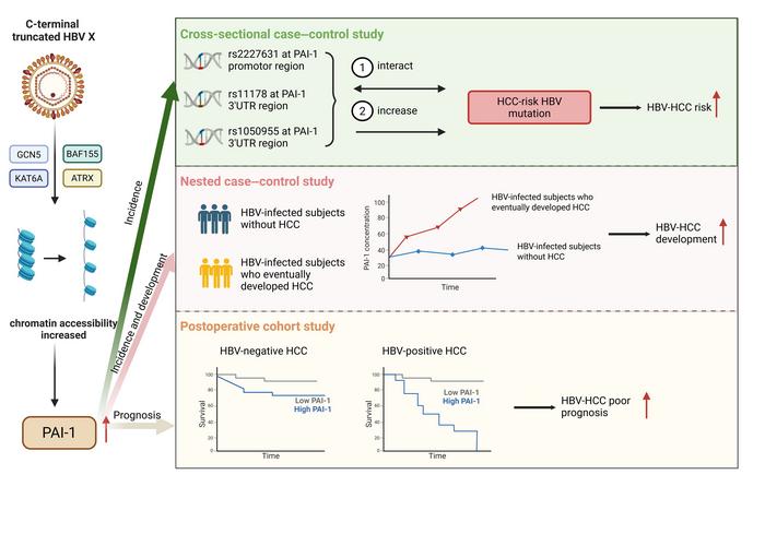 Ct-HBx promotes HBV-HCC development by enhancing chromatin accessibility to upregulate PAI-1, which is a novel biomarker for HBV-HCC.