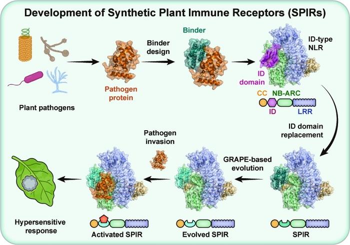 Graphical representation of SPIR development