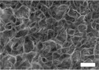 Electrode Structure (2 of 2)