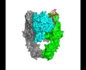 Topoisomerase and DNA