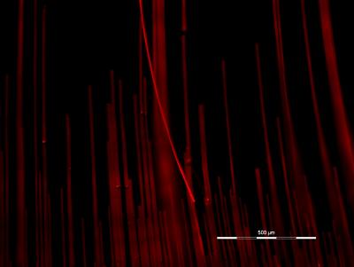 Self-Assembled Silica Wires