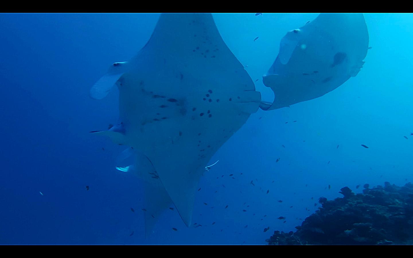 Manta Ray Identification Spots