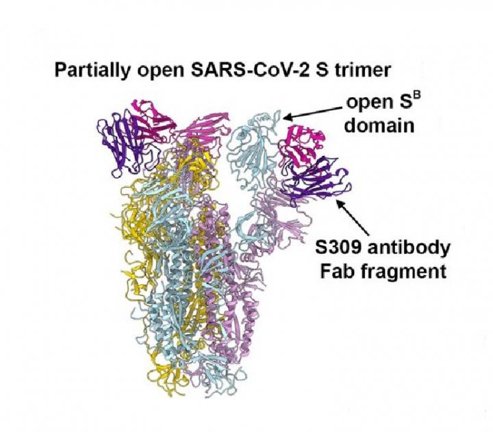 S309 Neutralizing Antibody