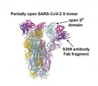 S309 Neutralizing Antibody
