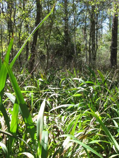 New Study Clarifies the Effects of Invasive Species (2 of 5)