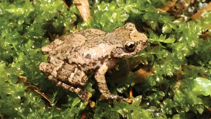 Adult male of Gracixalus weii from Leishan County, Guizhou Province, China