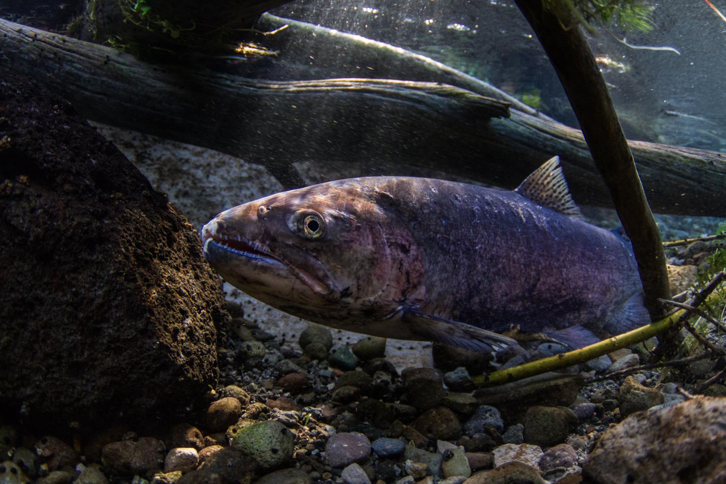 Redband trout