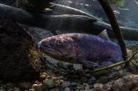 Redband trout
