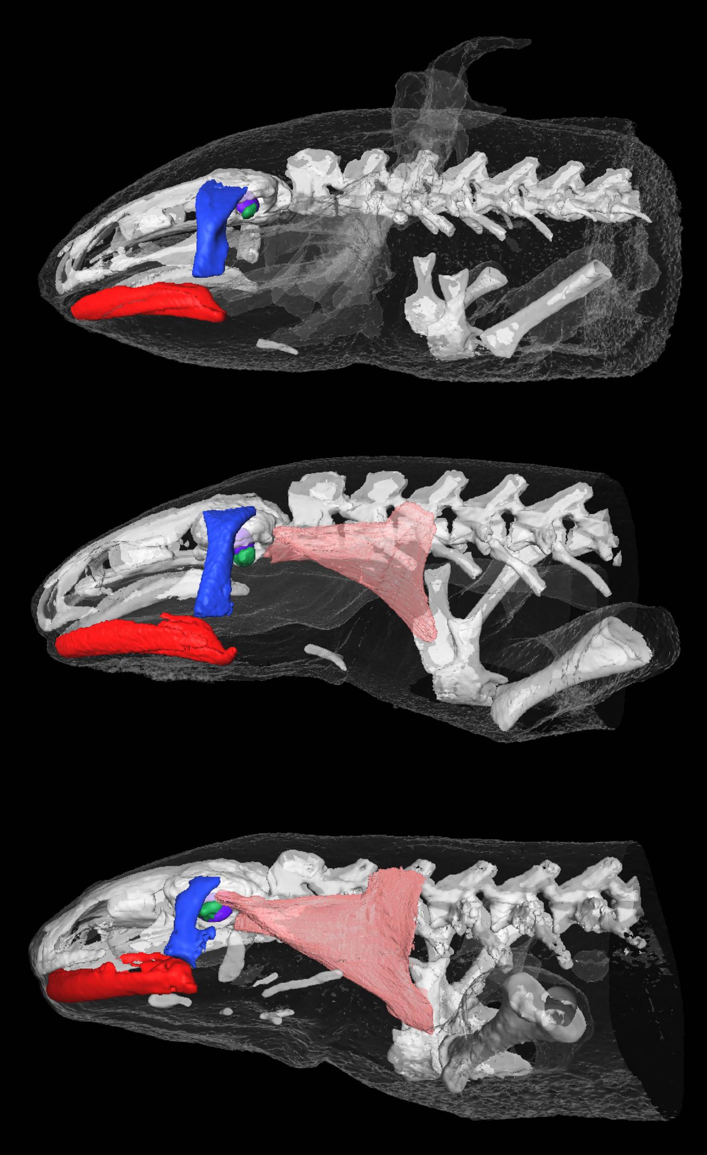 CT Scanning