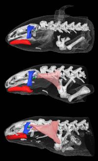 CT Scanning
