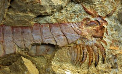 <i>Chengjiangocaris kunmingensis</i> Fuxinhuiid Fossil