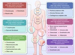Cell Types Affected by Senescence in Skeletal Diseases