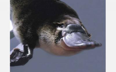 Patchworked Platypus