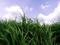 Cold Tolerant Plant