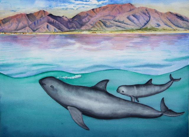 Rarest Marine Mammal