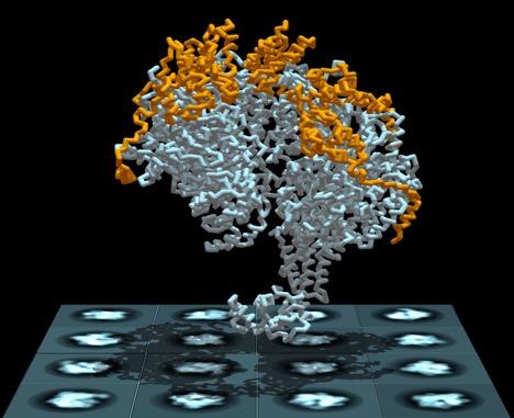 Replicative Helicase Binds to DNA Strand