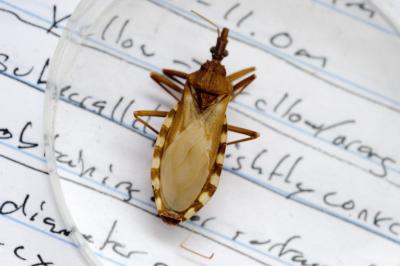 Kissing Bug