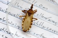 Kissing Bug