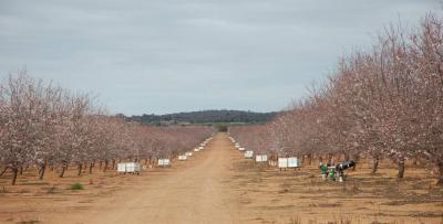 Wild Pollinators Crucial For Food Crops (10 of 12)