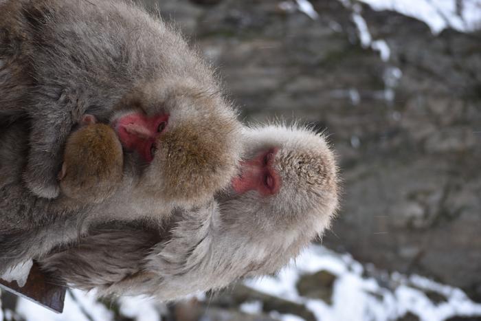 Of hot springs and holobionts