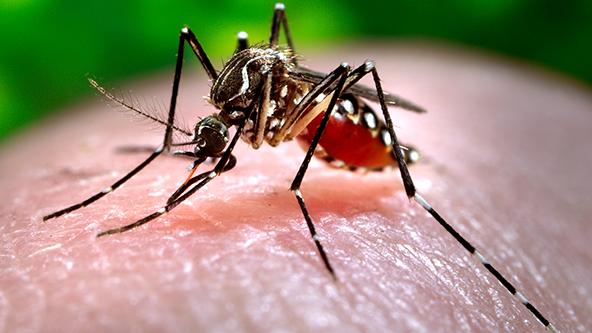 <em>Ae. aegypti</em> Mosquito