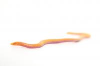 Sa&otilde; Tom&eacute; caecilian from northern part of island