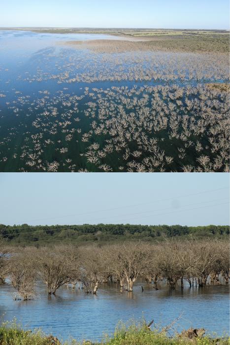 Communal roost in dead native trees