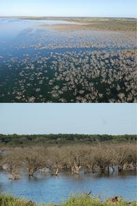 Communal roost in dead native trees